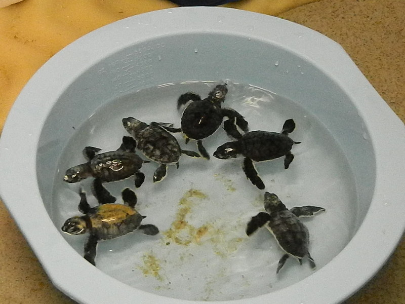 Six baby turtles swim about in advance of their transport to North Carolina Wednesday, Dec. 7. SOURCE SUBMITTED